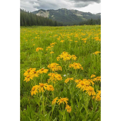 CO, Gunnison NF Sneezeweed blossoms in a meadow Black Modern Wood Framed Art Print by Illg, Cathy and Gordon