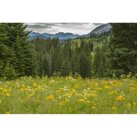 Colorado, Gunnison NF Mountain meadow landscape Black Modern Wood Framed Art Print by Illg, Cathy and Gordon