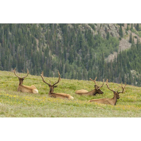 Colorado, Rocky Mts Bull elk in velvet resting Black Modern Wood Framed Art Print by Illg, Cathy and Gordon