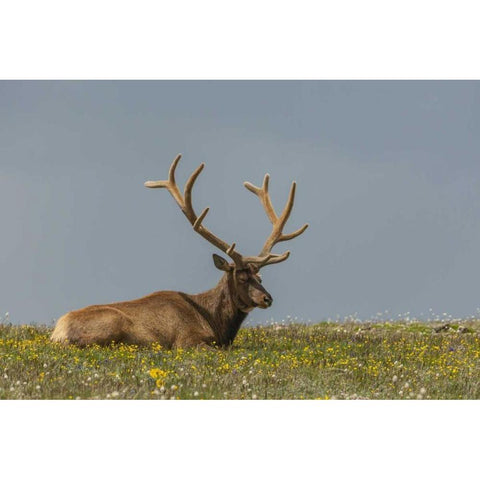 Colorado, Rocky Mts Bull elk in velvet resting Black Modern Wood Framed Art Print by Illg, Cathy and Gordon