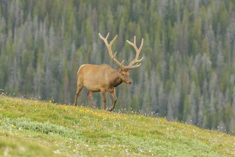 Colorado, Rocky Mts Bull elk in velvet walking Black Ornate Wood Framed Art Print with Double Matting by Illg, Cathy and Gordon