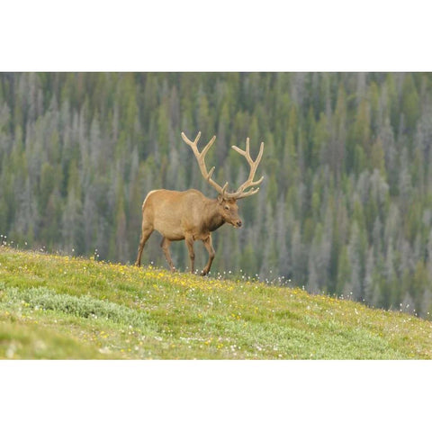 Colorado, Rocky Mts Bull elk in velvet walking Black Modern Wood Framed Art Print by Illg, Cathy and Gordon