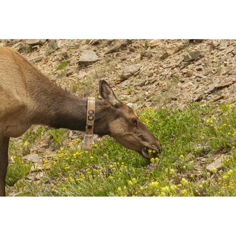 CO, Rocky Mts Elk cow with collar eating flowers Black Modern Wood Framed Art Print with Double Matting by Illg, Cathy and Gordon