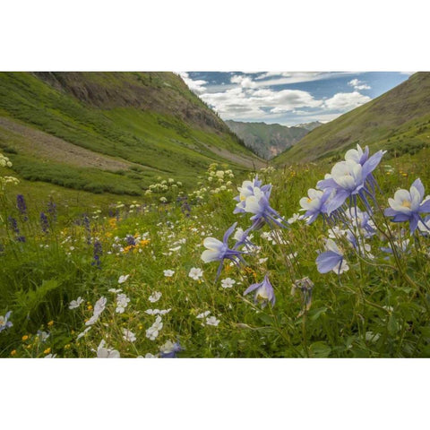 Colorado, San Juan Mts flowers in Maggies Gulch White Modern Wood Framed Art Print by Illg, Cathy and Gordon