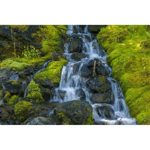 Colorado, San Juan Mts Mossy hillside Black Modern Wood Framed Art Print by Illg, Cathy and Gordon