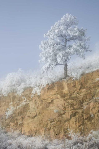 Colorado, Pike NF Hoarfrost on trees and grass White Modern Wood Framed Art Print with Double Matting by Grall, Don