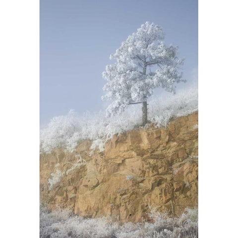 Colorado, Pike NF Hoarfrost on trees and grass White Modern Wood Framed Art Print by Grall, Don