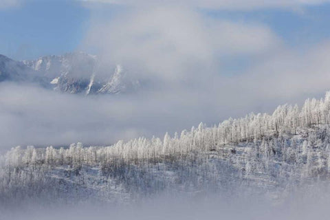 Colorado Hoarfrost coats the trees of Pike NF White Modern Wood Framed Art Print with Double Matting by Grall, Don
