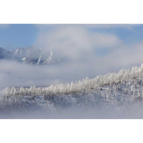 Colorado Hoarfrost coats the trees of Pike NF Black Modern Wood Framed Art Print with Double Matting by Grall, Don