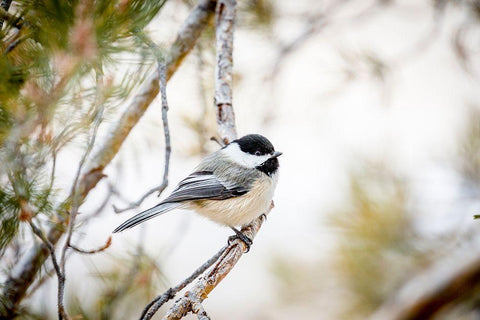 Colorado-Ft Collins Black-capped chickadee  White Modern Wood Framed Art Print with Double Matting by Jaynes Gallery