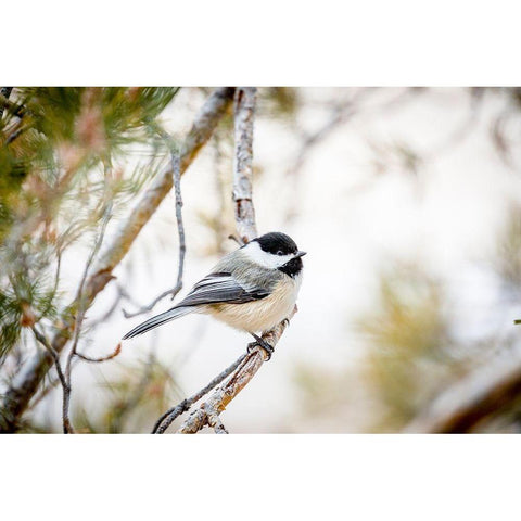 Colorado-Ft Collins Black-capped chickadee  Black Modern Wood Framed Art Print by Jaynes Gallery