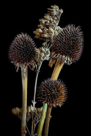 Colorado-Ft Collins Mixed dried coneflowers  Black Ornate Wood Framed Art Print with Double Matting by Jaynes Gallery