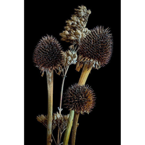 Colorado-Ft Collins Mixed dried coneflowers  Gold Ornate Wood Framed Art Print with Double Matting by Jaynes Gallery