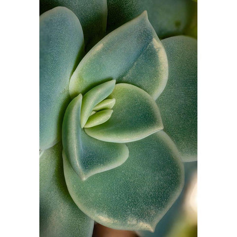 Colorado-Ft Collins Echeveria succulent  Gold Ornate Wood Framed Art Print with Double Matting by Jaynes Gallery