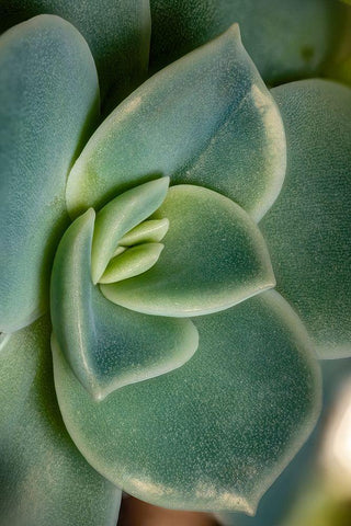 Colorado-Ft Collins Echeveria succulent  White Modern Wood Framed Art Print with Double Matting by Jaynes Gallery