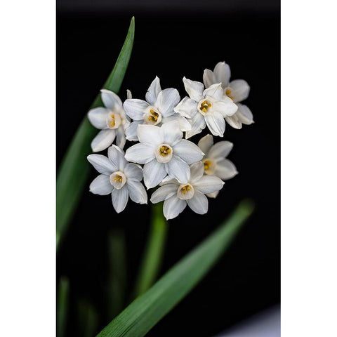 Colorado-Ft Collins Paperwhite flower and stems  Black Modern Wood Framed Art Print by Jaynes Gallery