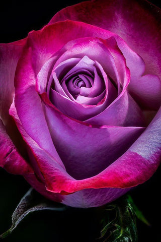 Colorado-Ft Collins Rose flower close-up  White Modern Wood Framed Art Print with Double Matting by Jaynes Gallery