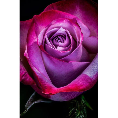 Colorado-Ft Collins Rose flower close-up  Black Modern Wood Framed Art Print by Jaynes Gallery