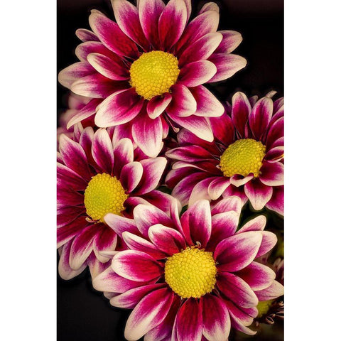 Colorado-Ft Collins Daisies close-up  White Modern Wood Framed Art Print by Jaynes Gallery