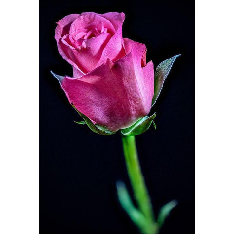 Colorado-Ft Collins Rose flower close-up  Gold Ornate Wood Framed Art Print with Double Matting by Jaynes Gallery