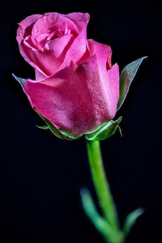 Colorado-Ft Collins Rose flower close-up  White Modern Wood Framed Art Print with Double Matting by Jaynes Gallery