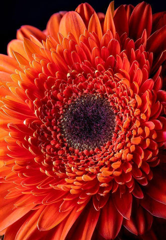 Colorado-Ft Collins Orange gerbera daisy  White Modern Wood Framed Art Print with Double Matting by Jaynes Gallery
