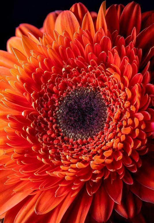 Image Only
