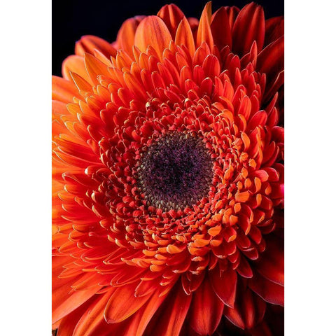 Colorado-Ft Collins Orange gerbera daisy  Black Modern Wood Framed Art Print by Jaynes Gallery