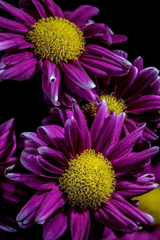 Colorado-Ft Collins Daisies close-up  Black Ornate Wood Framed Art Print with Double Matting by Jaynes Gallery