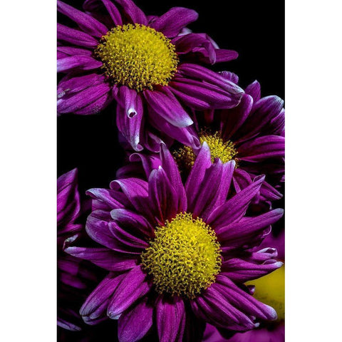 Colorado-Ft Collins Daisies close-up  Black Modern Wood Framed Art Print with Double Matting by Jaynes Gallery