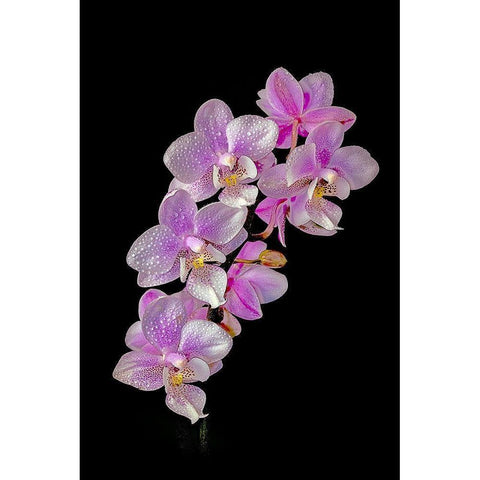 Colorado-Ft Collins Wet phalaenopsis orchids  White Modern Wood Framed Art Print by Jaynes Gallery