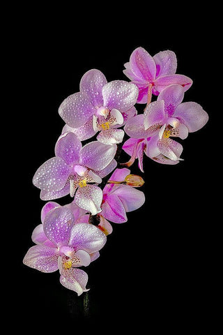 Colorado-Ft Collins Wet phalaenopsis orchids  White Modern Wood Framed Art Print with Double Matting by Jaynes Gallery