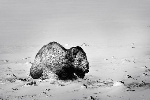 Colorado Bison lies on snow-covered mountain pasture  Black Ornate Wood Framed Art Print with Double Matting by Jaynes Gallery