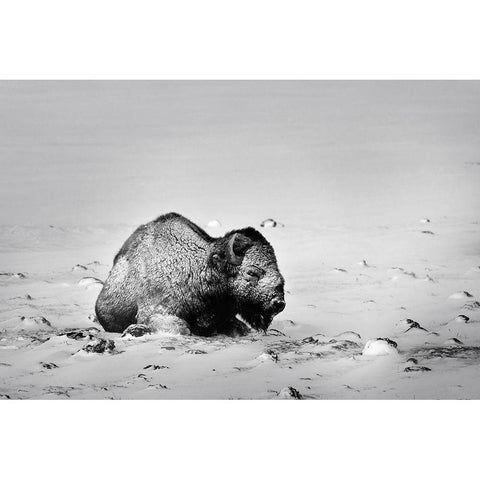 Colorado Bison lies on snow-covered mountain pasture  White Modern Wood Framed Art Print by Jaynes Gallery