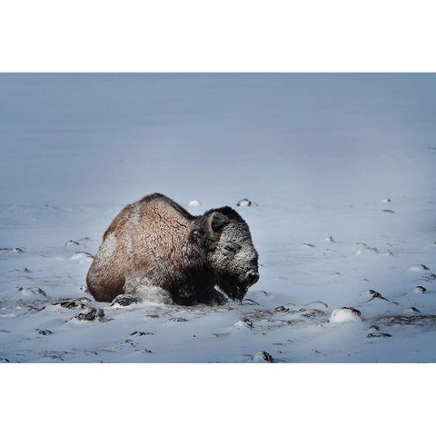 Colorado Bison lies on snow-covered mountain pasture  White Modern Wood Framed Art Print by Jaynes Gallery