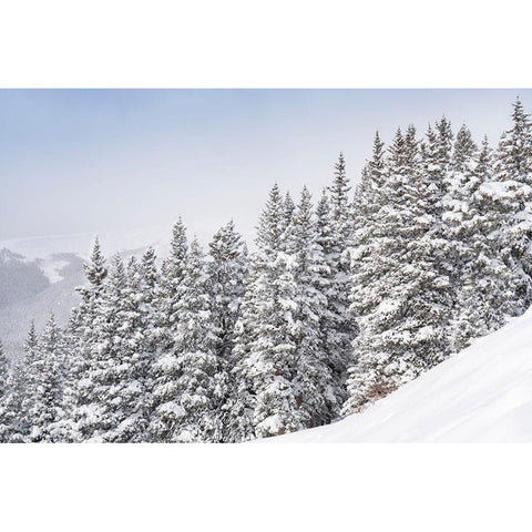 Colorado Fresh snow on spruce trees  Gold Ornate Wood Framed Art Print with Double Matting by Jaynes Gallery