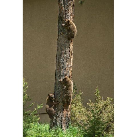 Colorado-Woodland Park Black bear cubs climbing tree  Black Modern Wood Framed Art Print with Double Matting by Jaynes Gallery