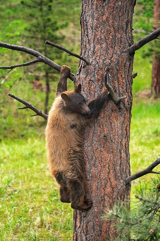 Colorado-Pike National Forest Black bear subadult descends tree  Black Ornate Wood Framed Art Print with Double Matting by Jaynes Gallery