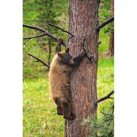 Colorado-Pike National Forest Black bear subadult descends tree  Gold Ornate Wood Framed Art Print with Double Matting by Jaynes Gallery