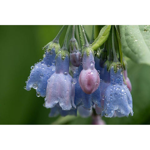 Colorado-Stony Pass Raindrops on bluebell flowers  White Modern Wood Framed Art Print by Jaynes Gallery