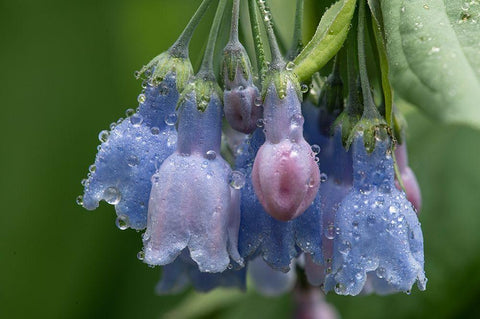 Colorado-Stony Pass Raindrops on bluebell flowers  White Modern Wood Framed Art Print with Double Matting by Jaynes Gallery