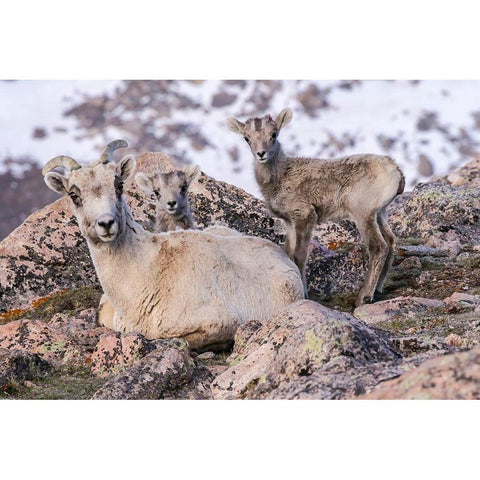 Colorado-Mt Evans Rocky Mountain bighorn sheep ewe and lamb resting  Black Modern Wood Framed Art Print with Double Matting by Jaynes Gallery