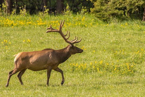 Colorado-Rocky Mountain National Park Bull elk in field  White Modern Wood Framed Art Print with Double Matting by Jaynes Gallery