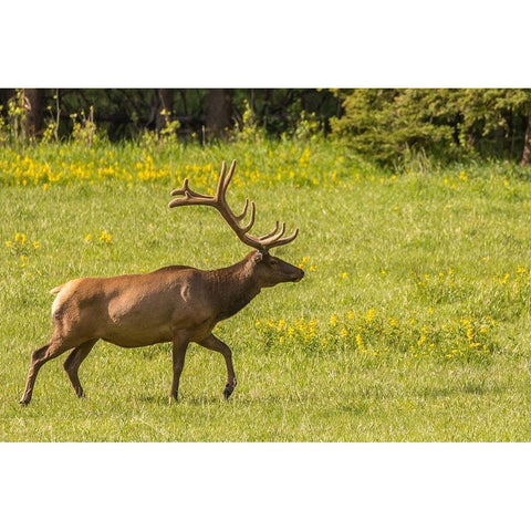 Colorado-Rocky Mountain National Park Bull elk in field  Black Modern Wood Framed Art Print by Jaynes Gallery