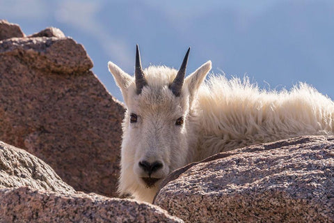 Colorado-Mt Evans Young mountain goat and rocks  Black Ornate Wood Framed Art Print with Double Matting by Jaynes Gallery