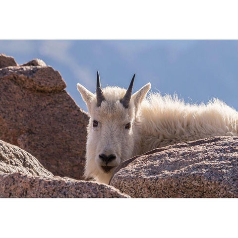 Colorado-Mt Evans Young mountain goat and rocks  Black Modern Wood Framed Art Print by Jaynes Gallery