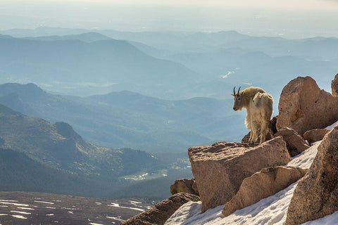 Colorado-Mt Evans Mountain goat on rocky overlook  White Modern Wood Framed Art Print with Double Matting by Jaynes Gallery