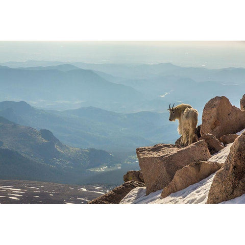 Colorado-Mt Evans Mountain goat on rocky overlook  Black Modern Wood Framed Art Print by Jaynes Gallery