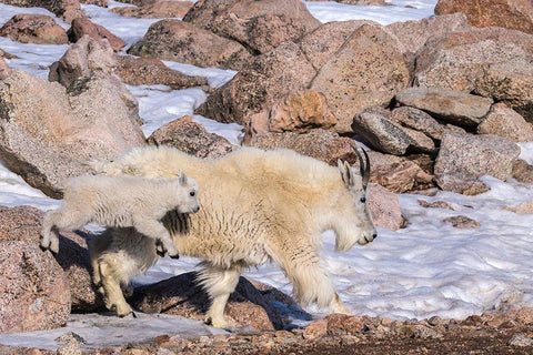 Colorado-Mt Evans Mountain goat nanny and jumping kid  White Modern Wood Framed Art Print with Double Matting by Jaynes Gallery