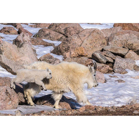 Colorado-Mt Evans Mountain goat nanny and jumping kid  Gold Ornate Wood Framed Art Print with Double Matting by Jaynes Gallery